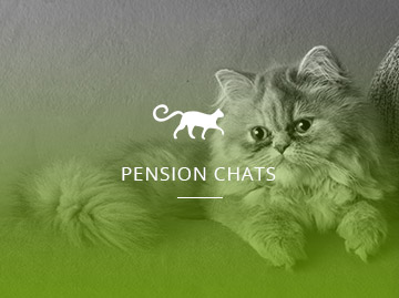 Pension chats