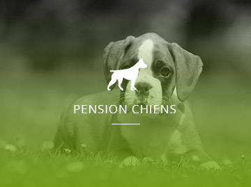 Pension chiens
